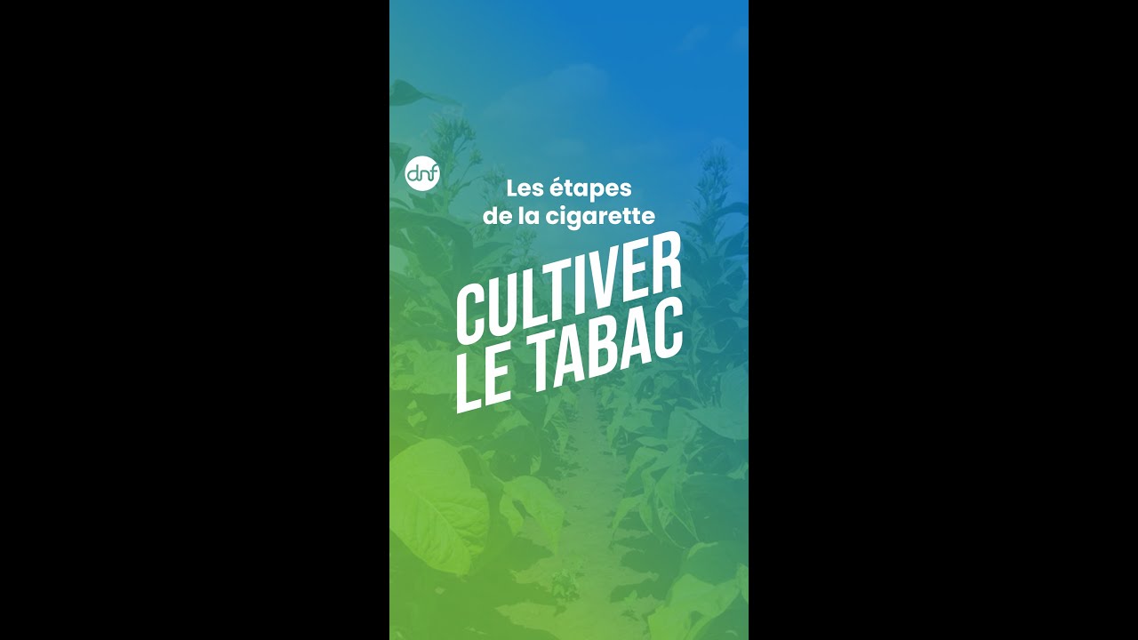 Comment on cultive le tabac ?