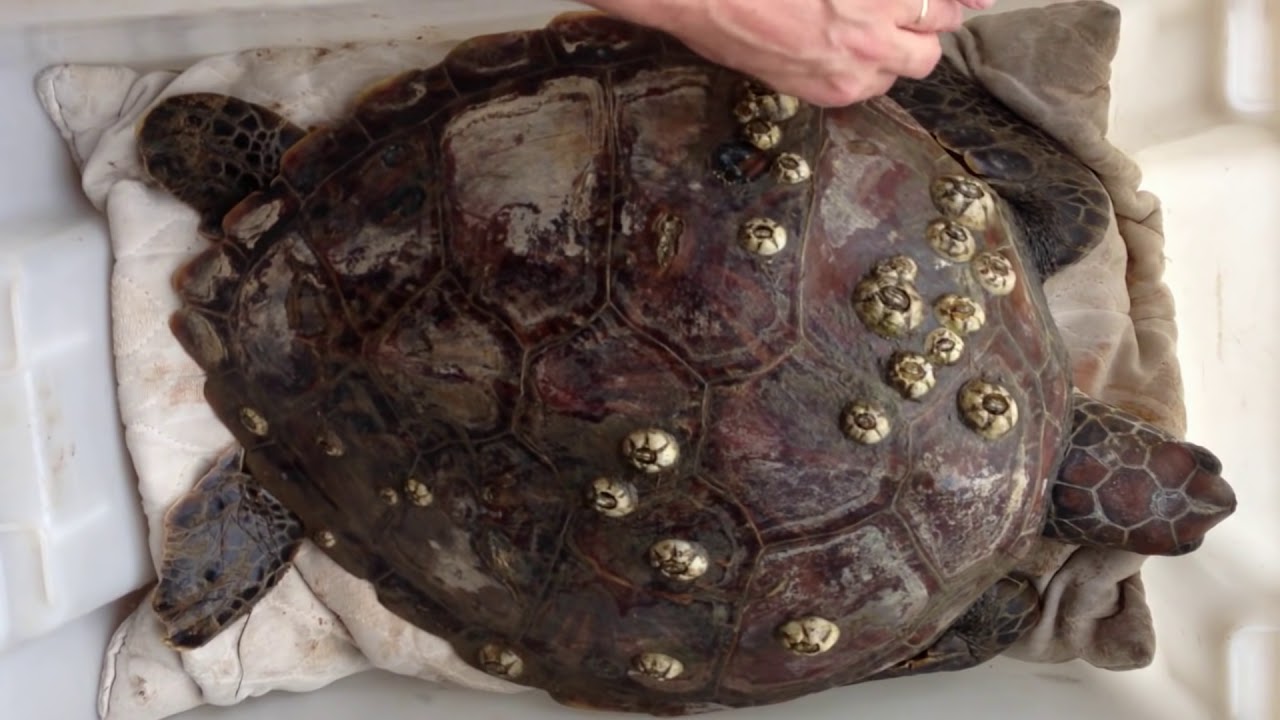 Green Sea Turtle rescue from Victoria Point foreshore