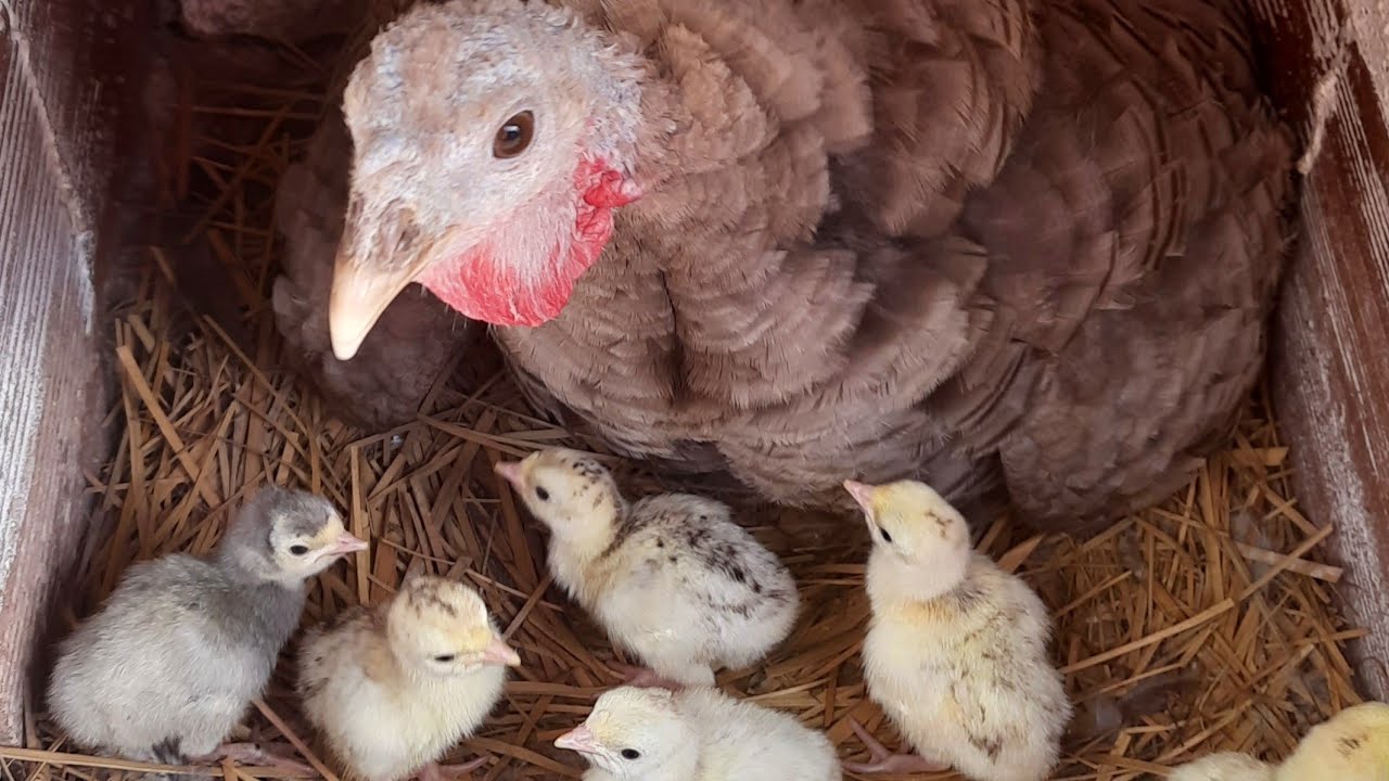 Várias Aves Chocando, Nascimento de Pintinhos e Peruzinhos.