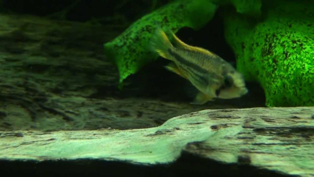 Cockatoo Cichlids: Apistogramma cacatuoides