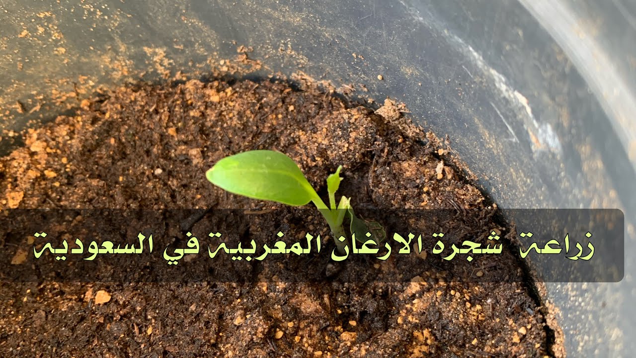 زراعة شجرة الارغان من البذور الشجرة المغربية تنجح في السعودية والطريقة سهلة شاهد الفيديو