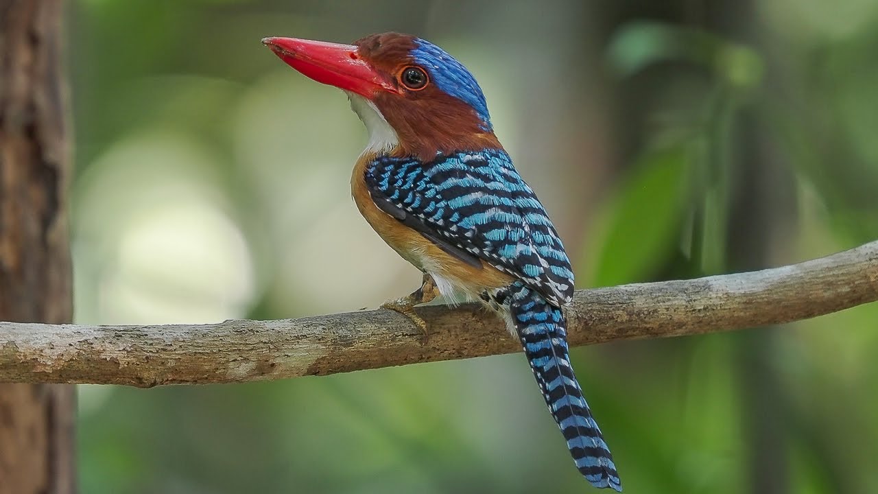 Birding Vietnam 2025 First Part