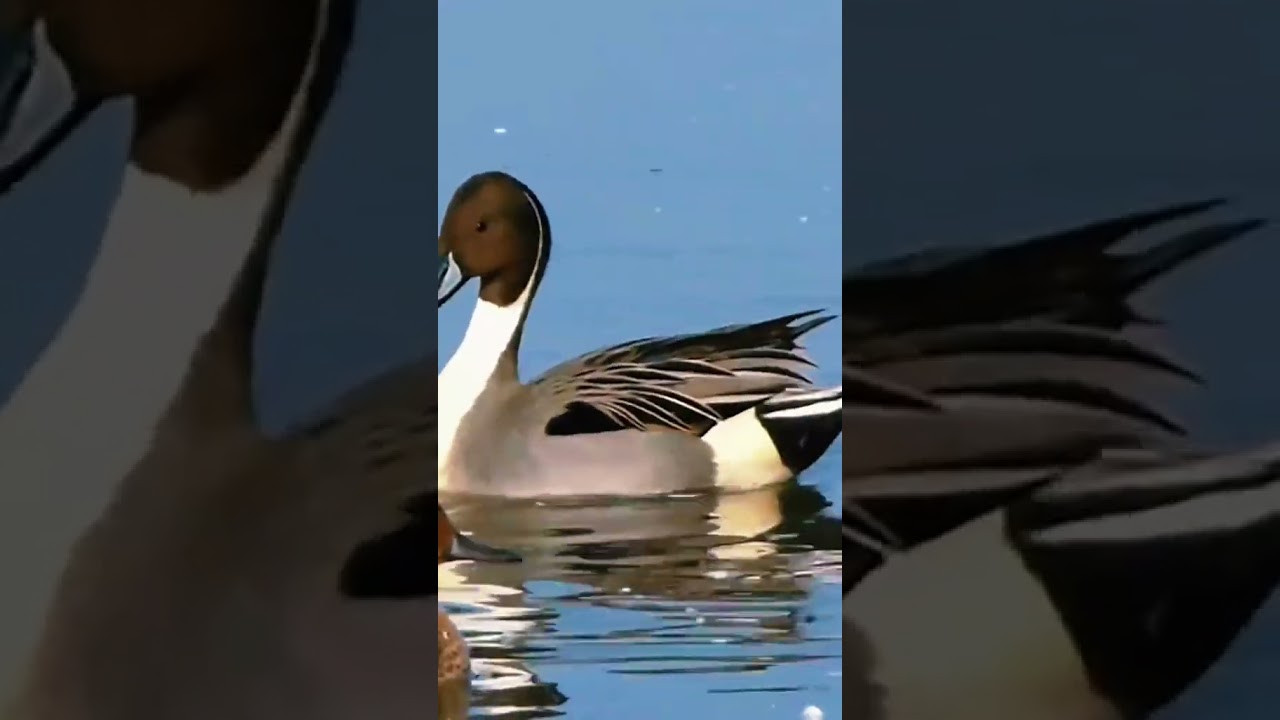 Northern Pintail