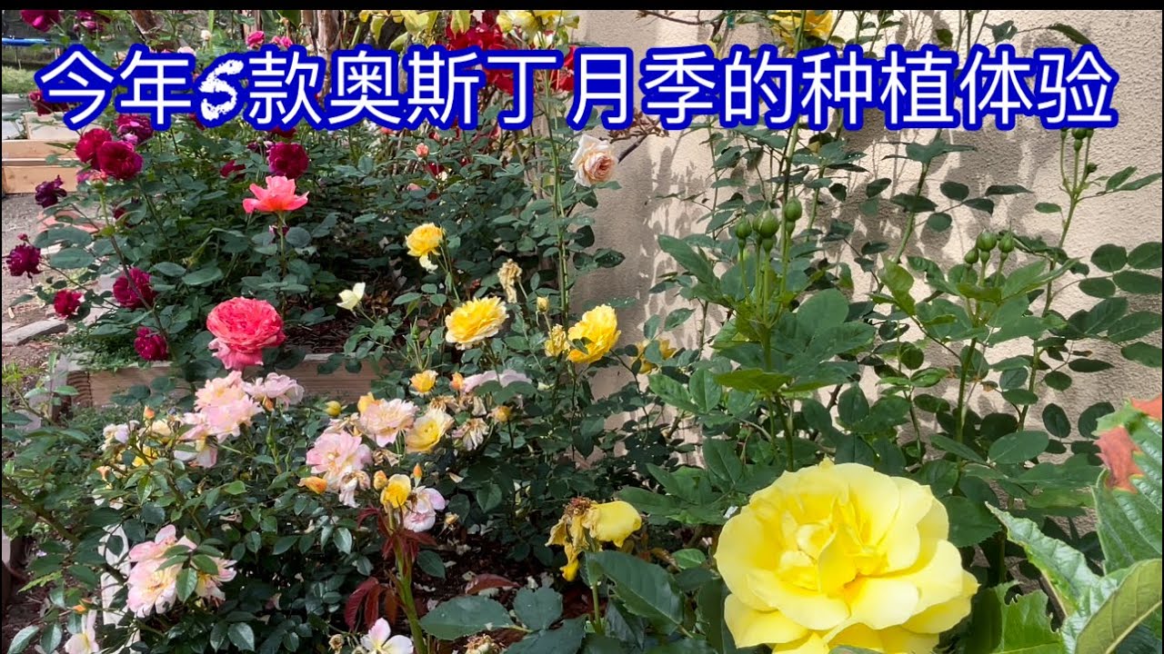 今年5款奥斯丁月季的种植体验：Darcy Bussell, Gabriel Oak, Evelyn, Olivia,   wollerton old hall rose