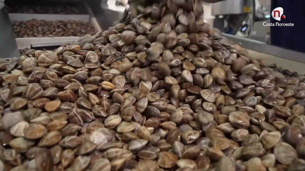 Sanlúcar Vuelta y Vuelta: La Chirla de Sanlúcar de Barrameda