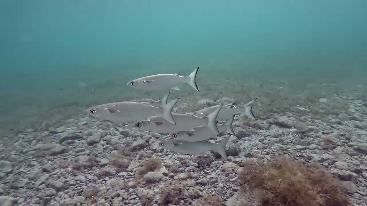 St  John Underwater  Episode 11