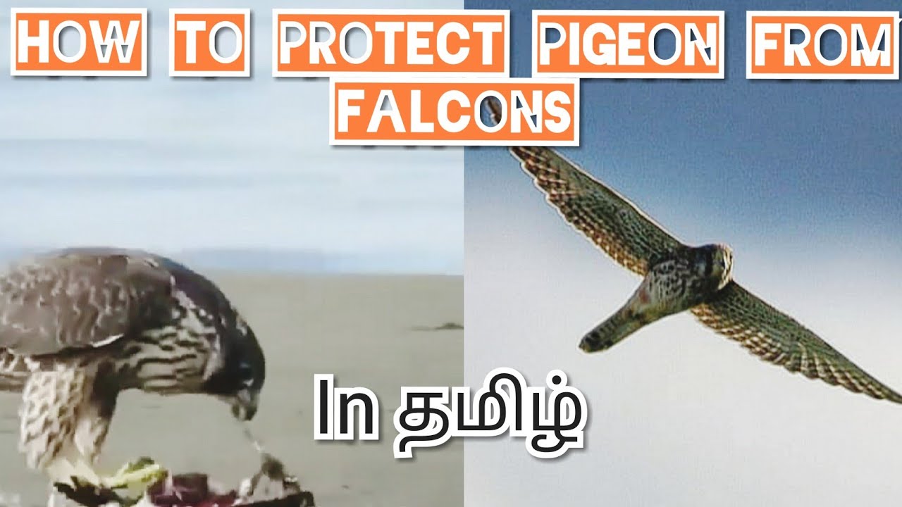 How to protect pigeon from falcon attack in tamil