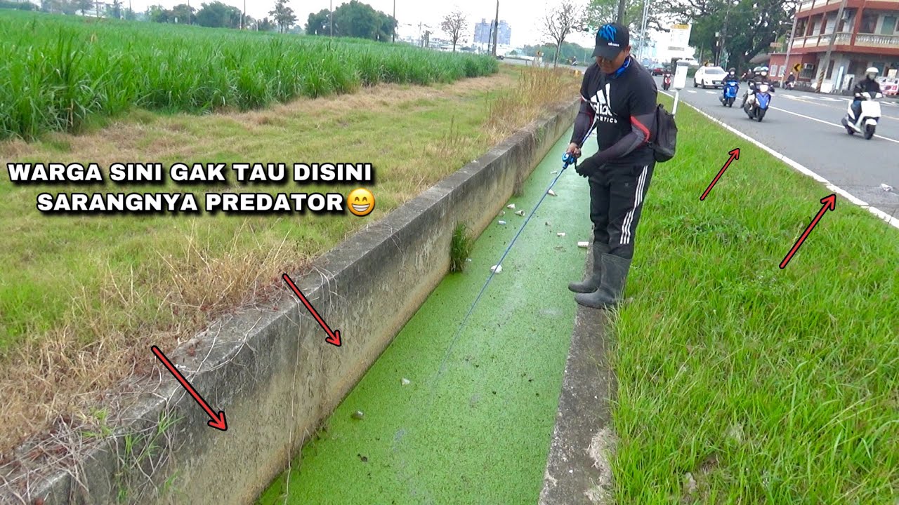 Rejeki Nomplok Nemu Sarang Ikan Gabus Umpan Jatuh Langsung Sambar
