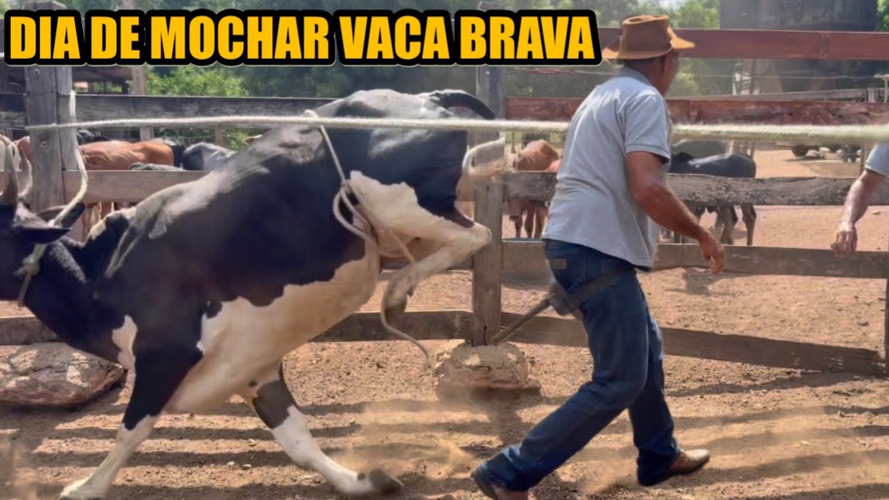 A MESTIÇA NÃO QUERIA ENTRAR NA SERRA