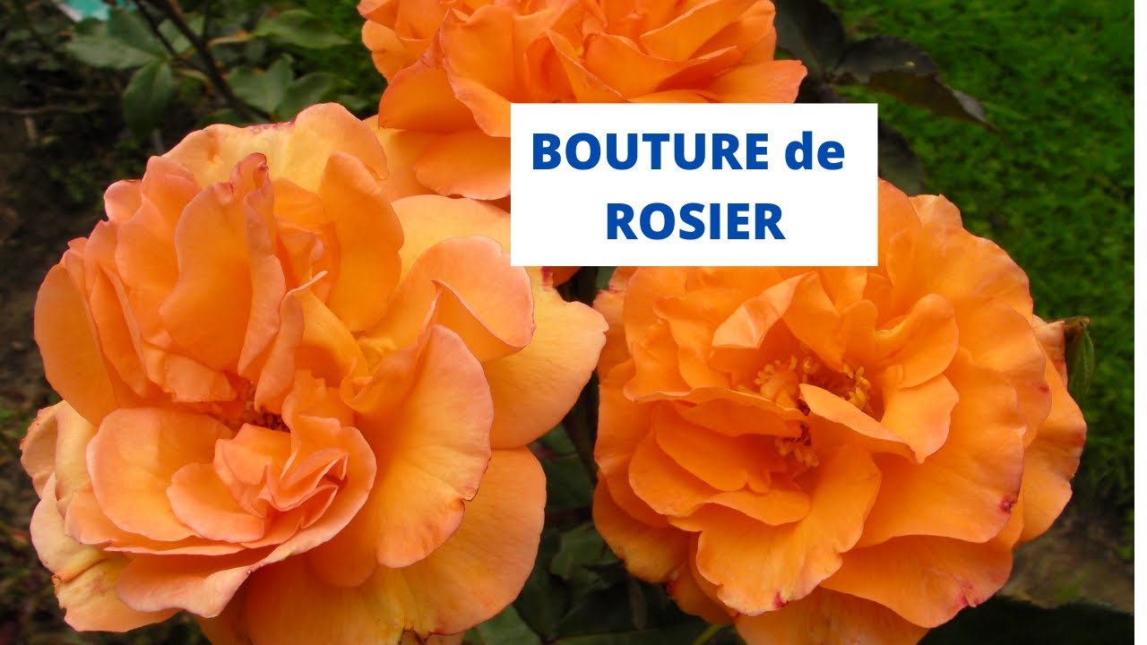 Bouture de ROSIER en BOUTEILLE PLASTIQUE, très FACILE