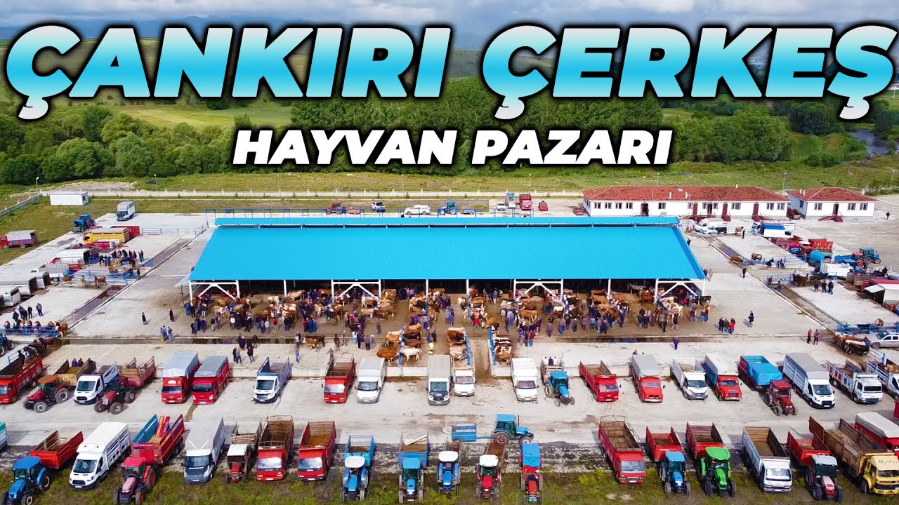 Çankırı Çerkeş Hayvan Pazarında Son Fiyatlar !!!