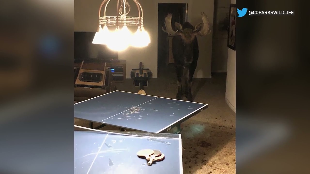 News Read - Moose in a Basement