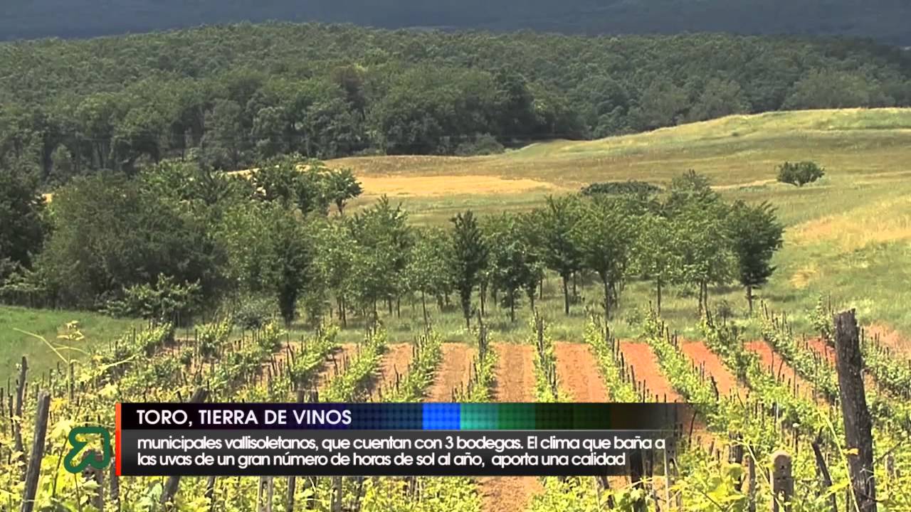 Toro, tierra de vinos