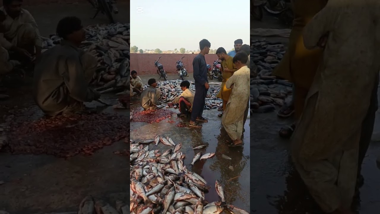 fish market Sadiq Abad 