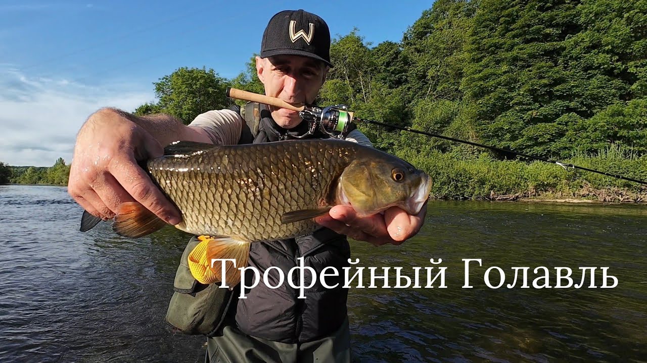 Убойная Приманка разрывает Горную Реку! Ловля Голавля и не только! #спиннинг #рыбалка #голавль