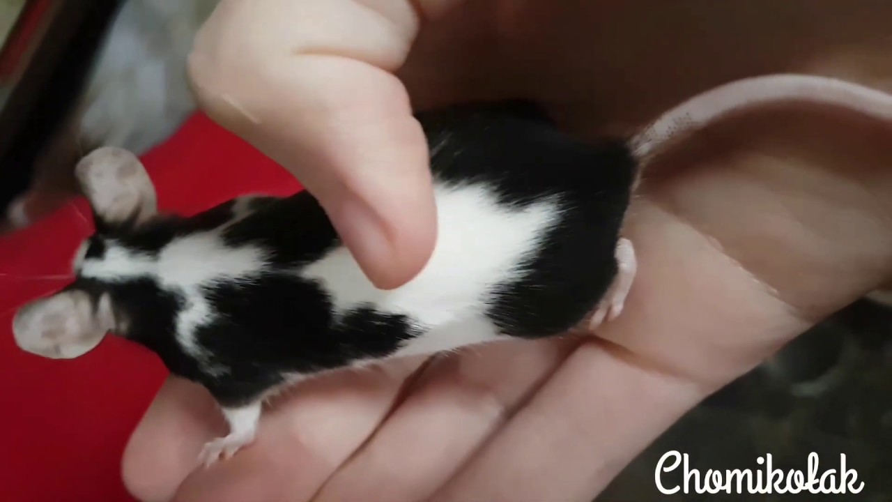 Nowe zwierzaki?! Myszki