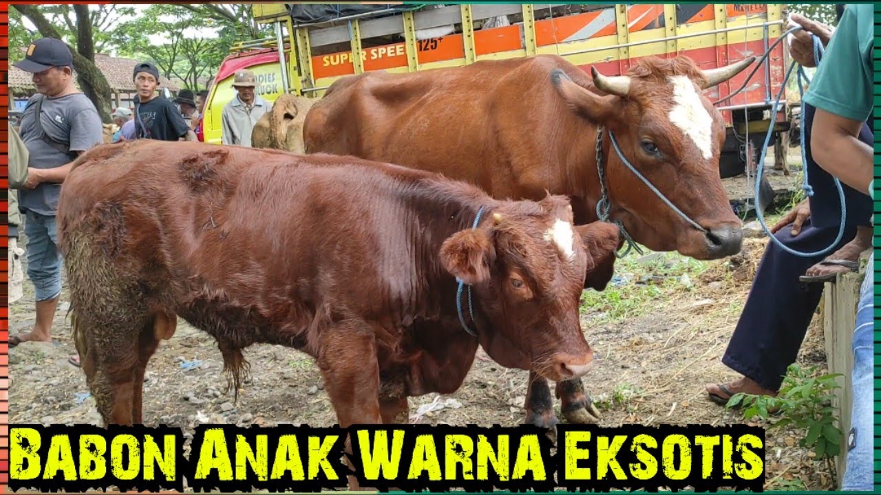 Indukan Jumbo Dan Babon Anak Warna Eksotis .Pasar Glenmore Banyuwangi Jatim