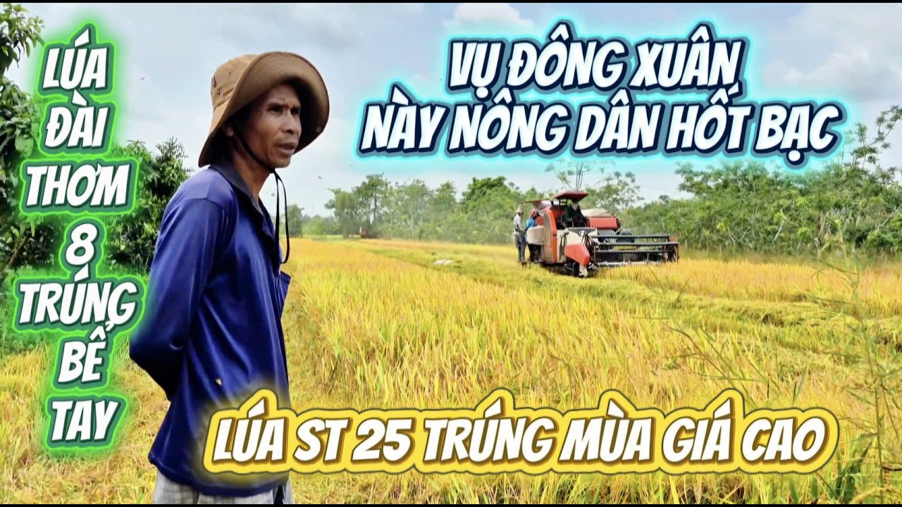 VỤ ĐÔNG XUÂN NÀY NÔNG DÂN HỐT BẠC LÚA ST 25 VÀ ĐÀI THƠM 8 TRÚNG GIÁ TRÚNG MÙA|Giải Trí Miền Tây
