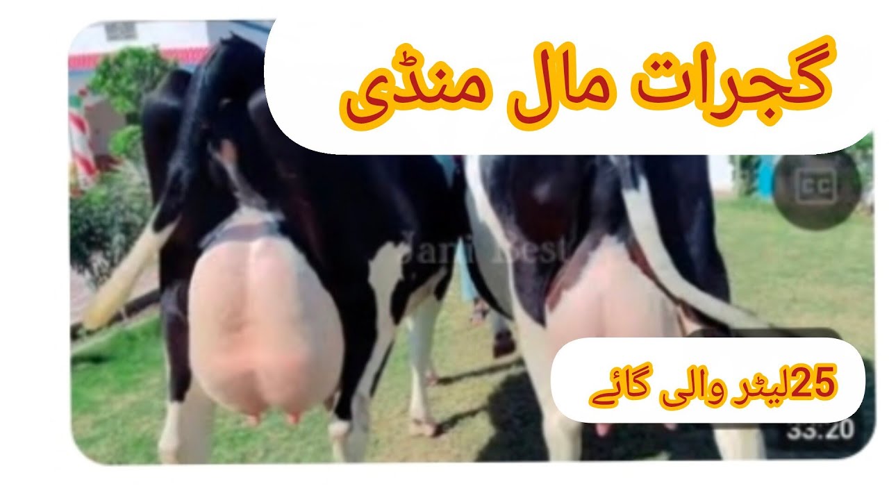 مال منڈی گجرات