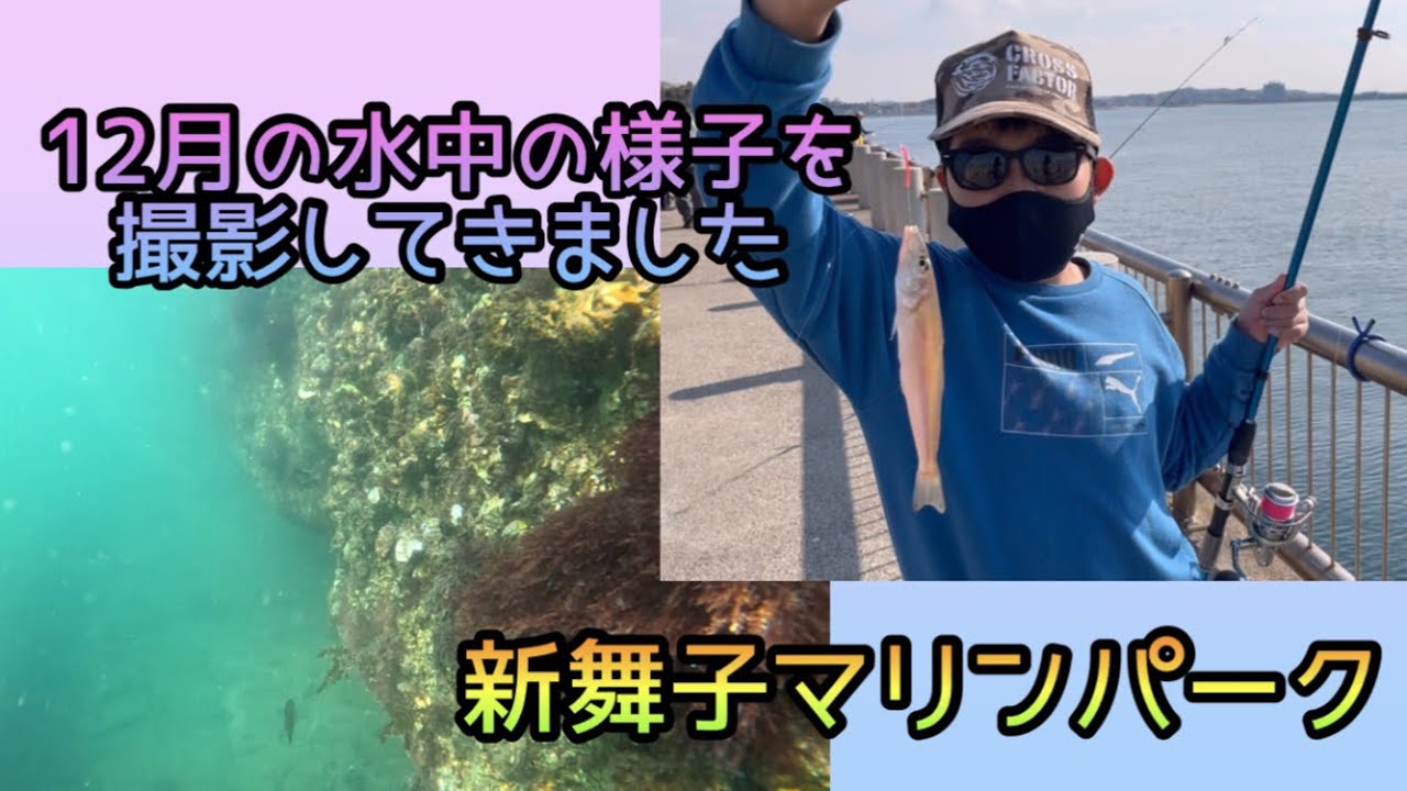 【新舞子マリンパーク】12月の水中の様子を撮影してきました😊