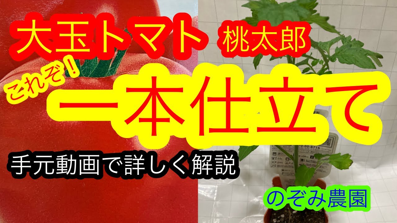 【トマト】大玉トマトの一本仕立ての方法　実践編　手元動画で解説　収穫しやすくするコツもお伝えします