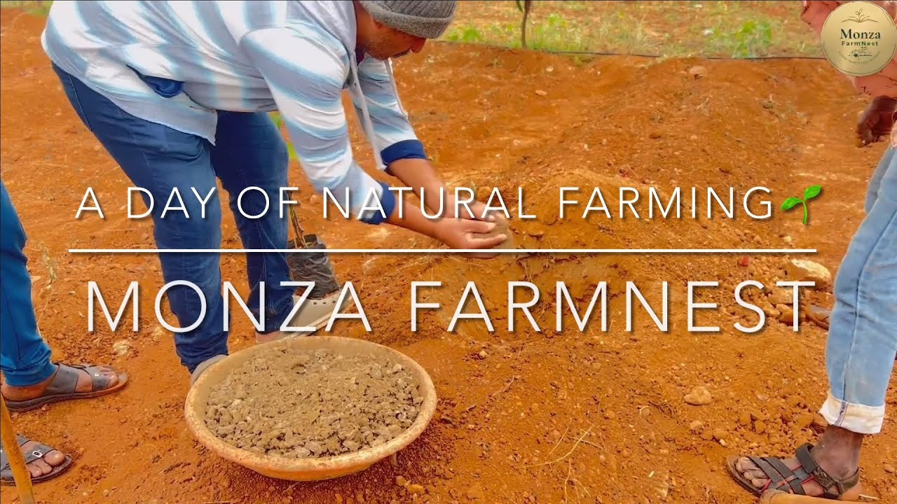 Natural Farming with Jeevamrit 🌱 | Healthy Avocados Without Chemicals🥑