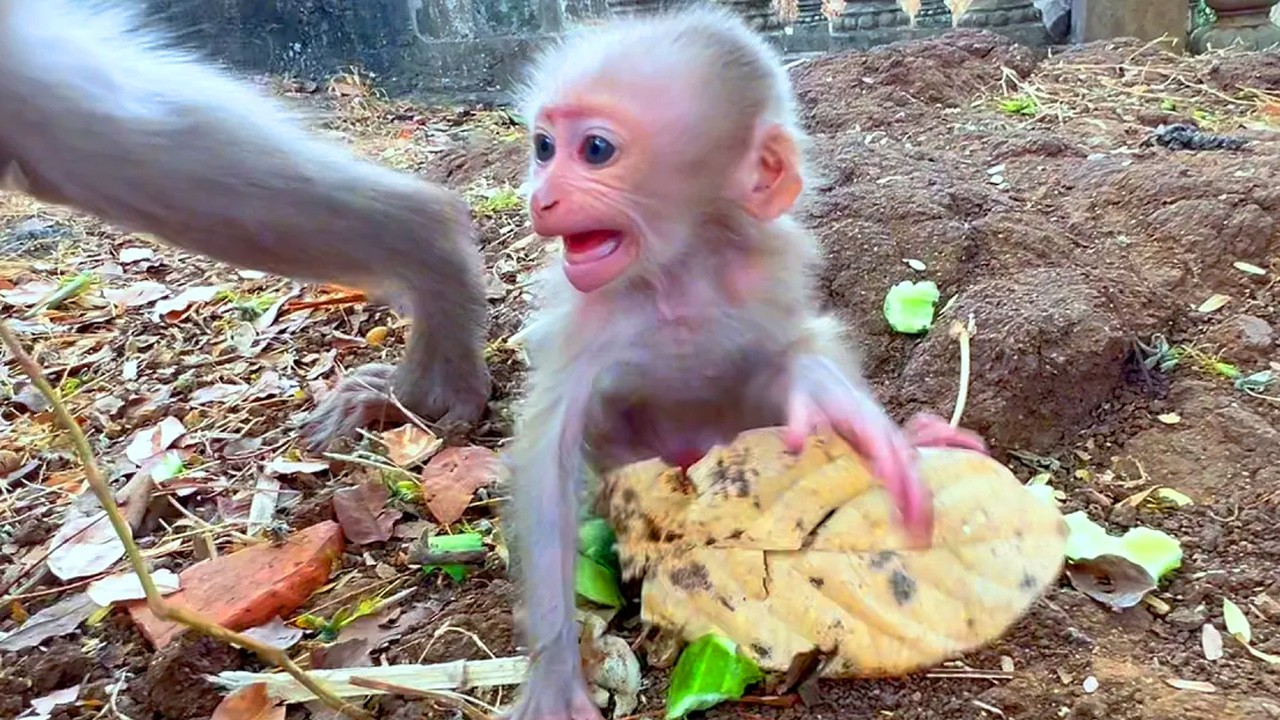 Live: Heartwarming Baby ROZALYN Seeks Mama&rsquo;s Attention 🐒💛