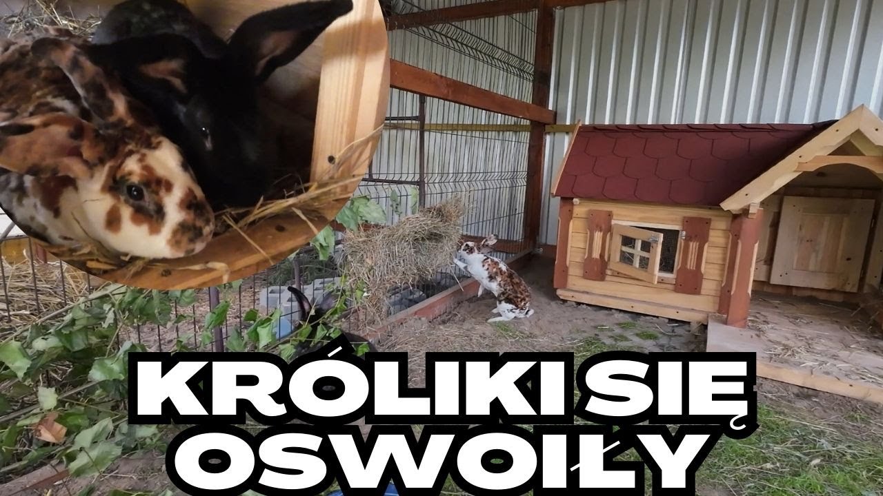 Paśnik dla królików i porządki u kur