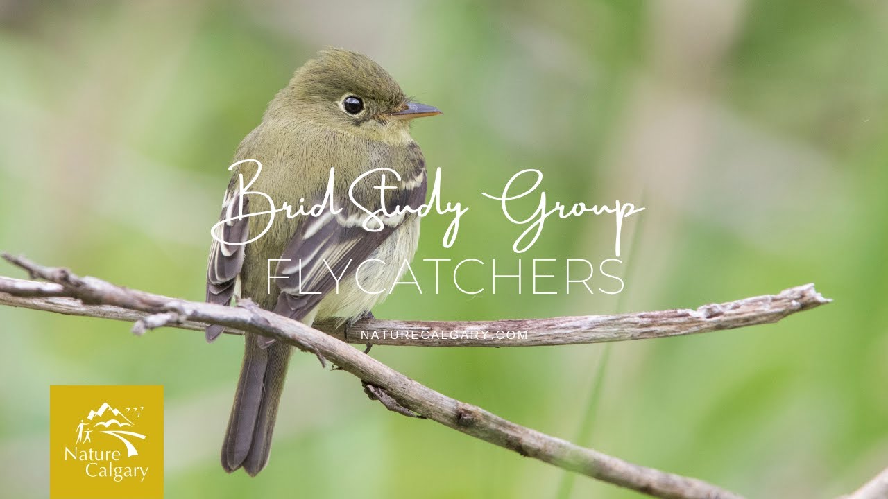Bird Study Group - Flycatchers