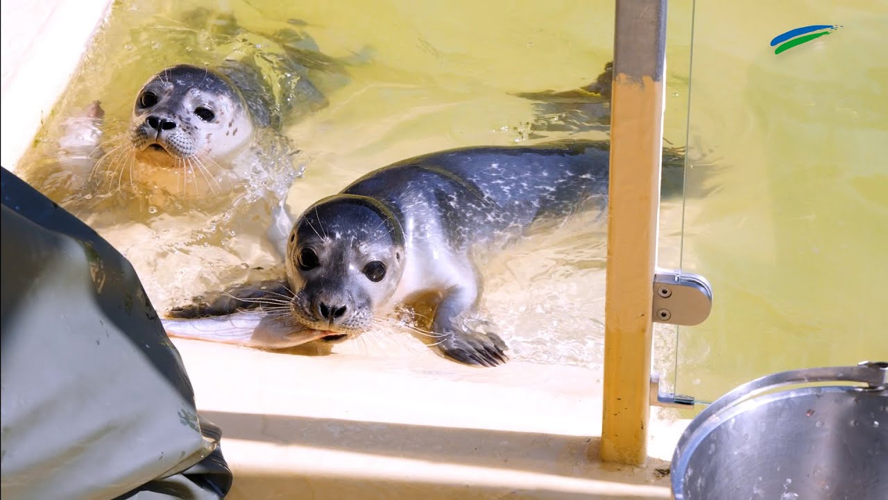 Seehundbabys: Heuler werden in Norddeich aufgepäppelt