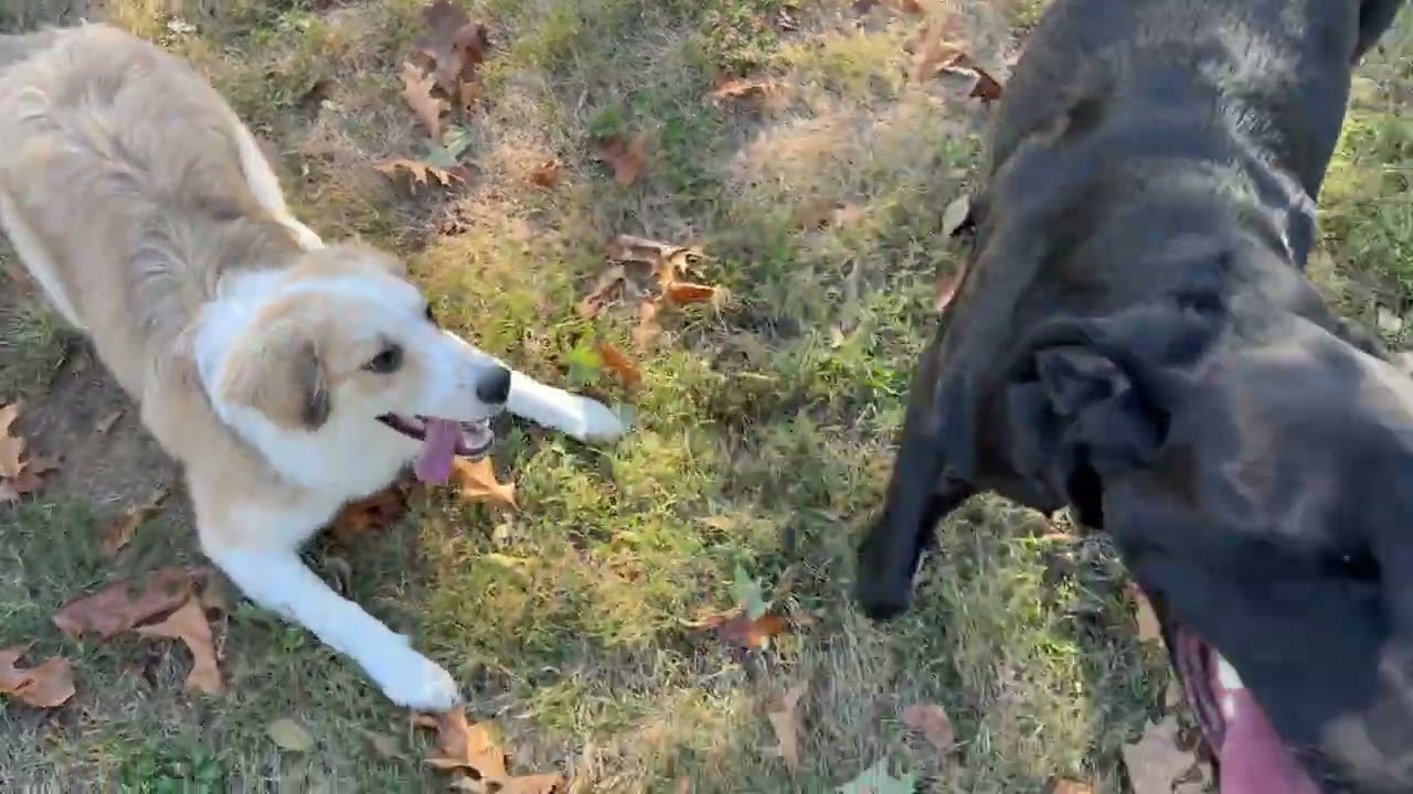 Finn 10/23/25 Play Session with Margo