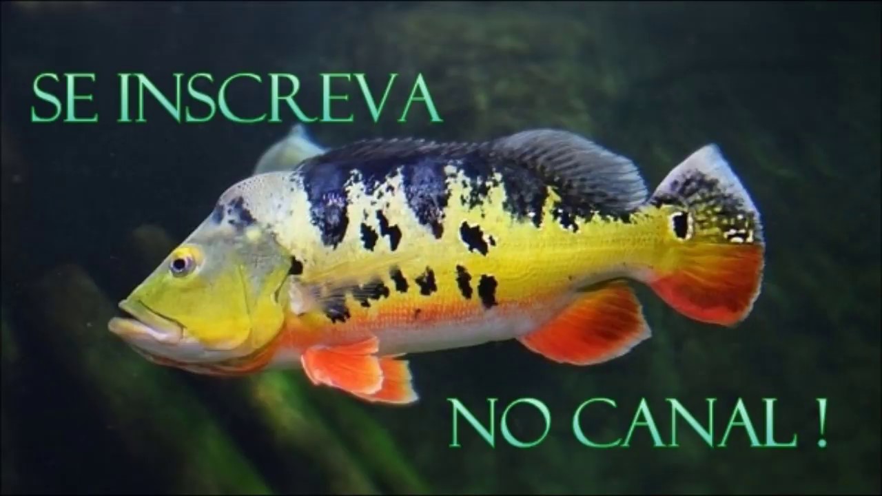 #13 COMO LIMPAR TUCUNAR&Eacute;  - COMO LIMPAR PEIXE COM O MESTRES !