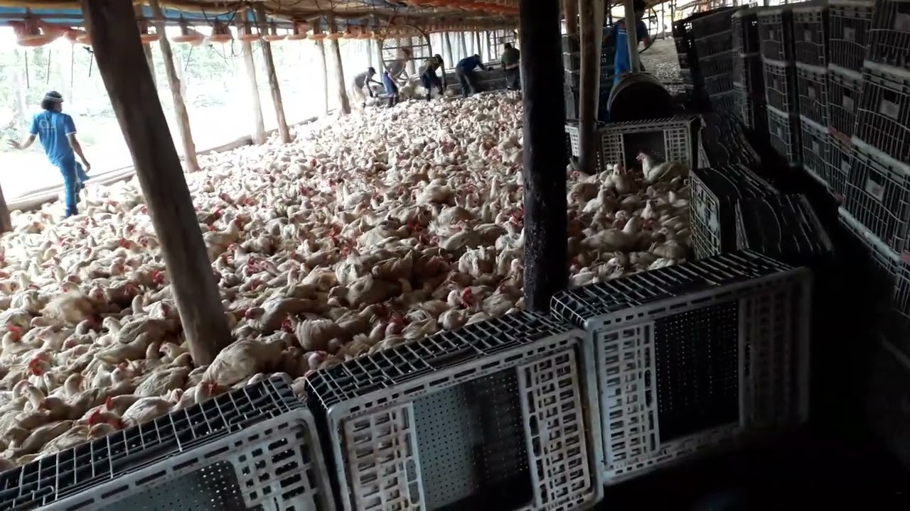 Carregamento De frangos com idade de 54
