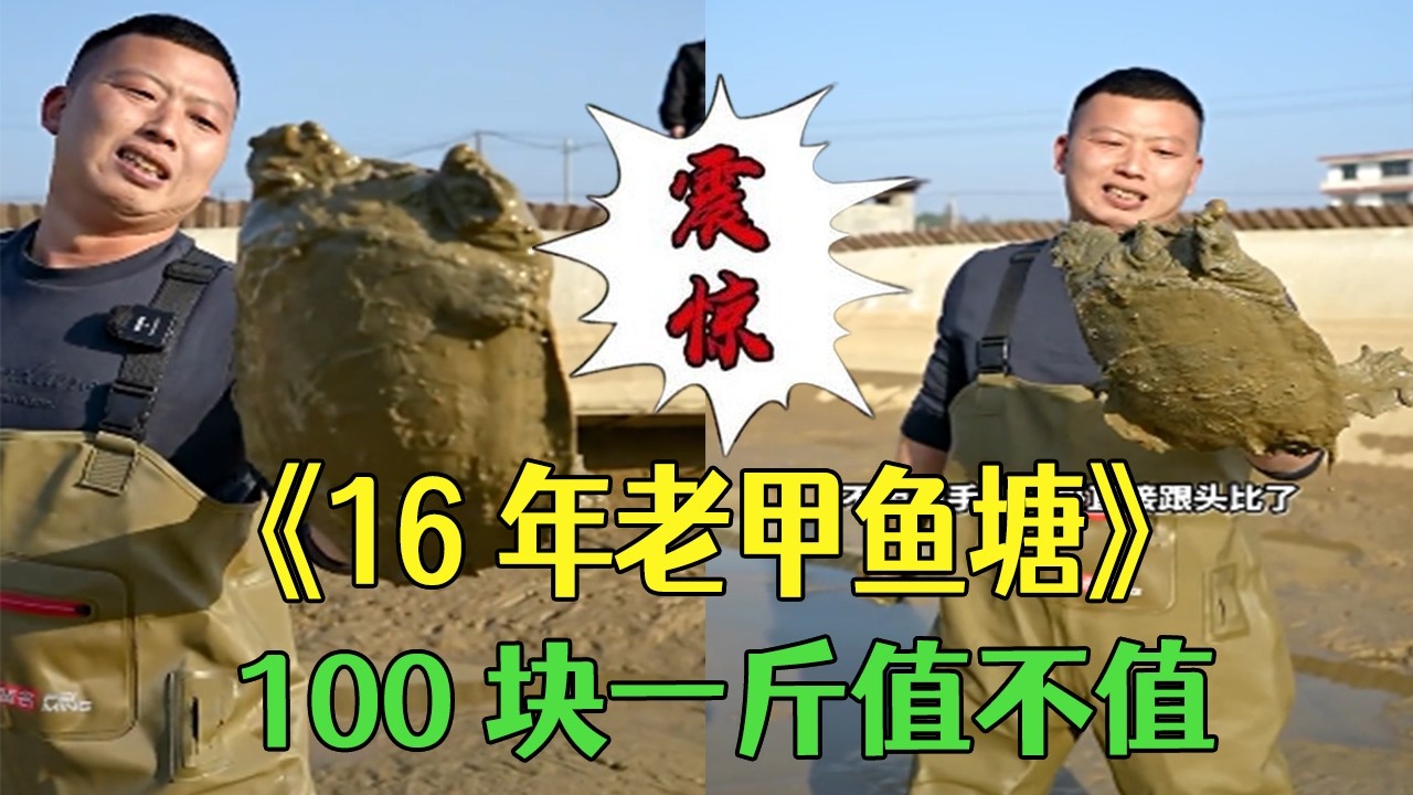 16 年沒幹的老甲魚塘，100 塊壹斤值不值#小飛哥#新農人計劃2026 #農村生活 #三農 #甲魚