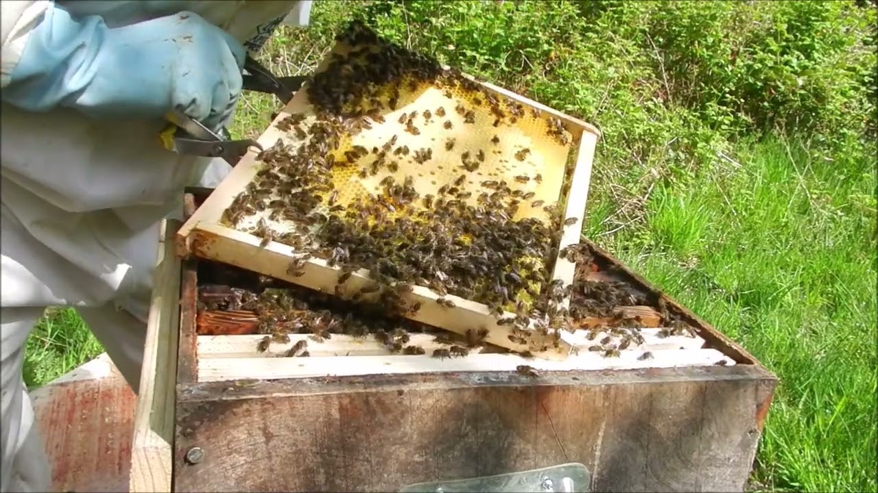 Ruche Voirnot  fin de la restauration abeilles noires des forêts qui résiste au varroa toutes seules