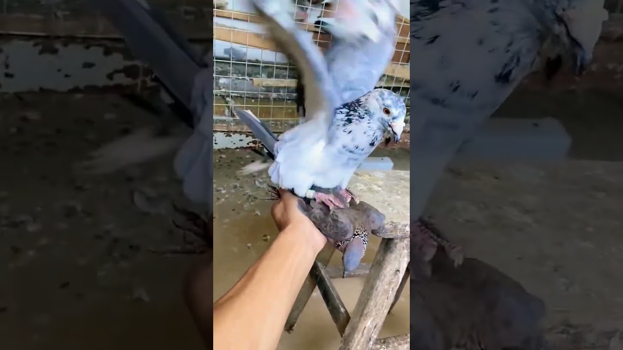 pigeon cross breed 😀 short video #bird #kabootar #birdspecies #ytshorts #bird video #kabutar #😍💕😀