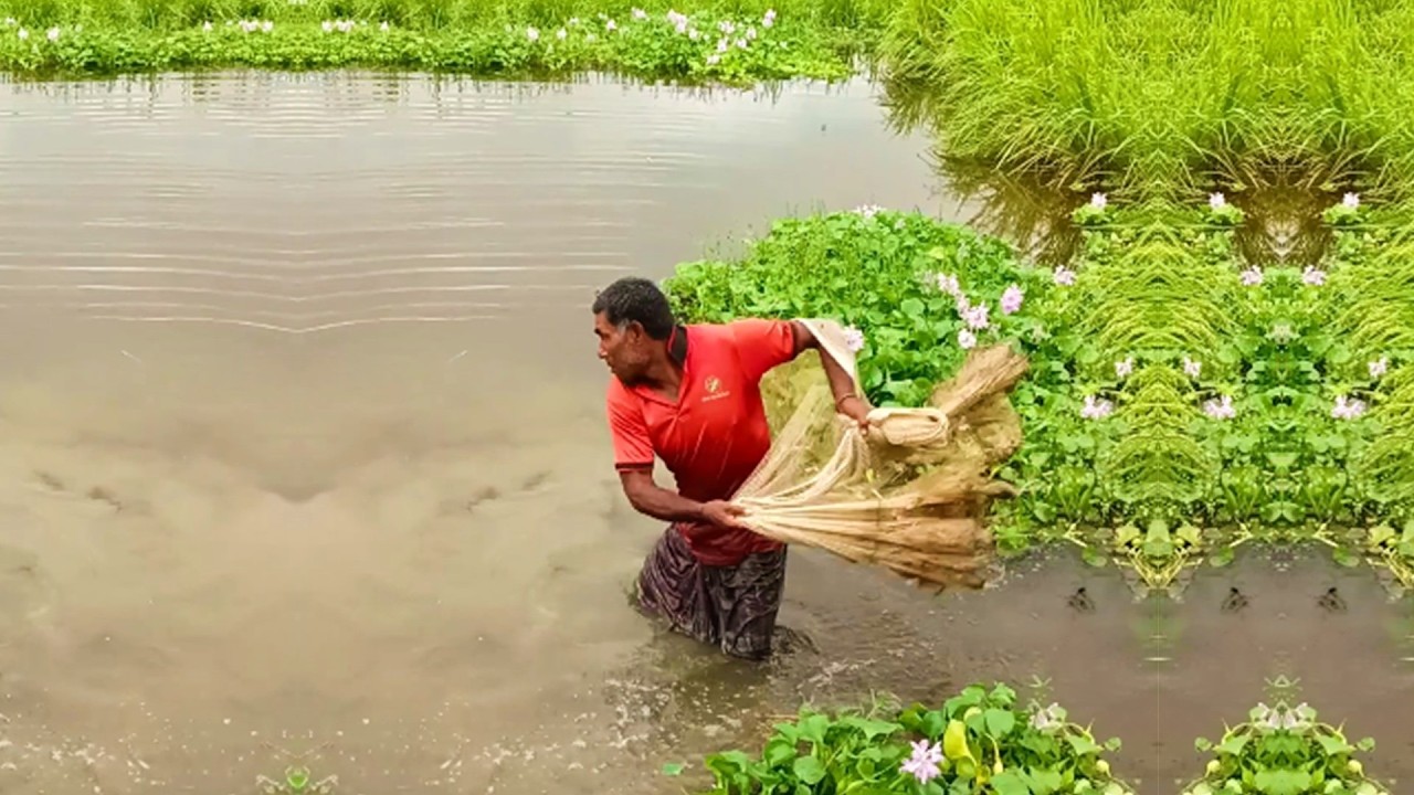 Fishing by Professional Poor Fisherman - Amazing Fish Hunting - Village Fishing Video