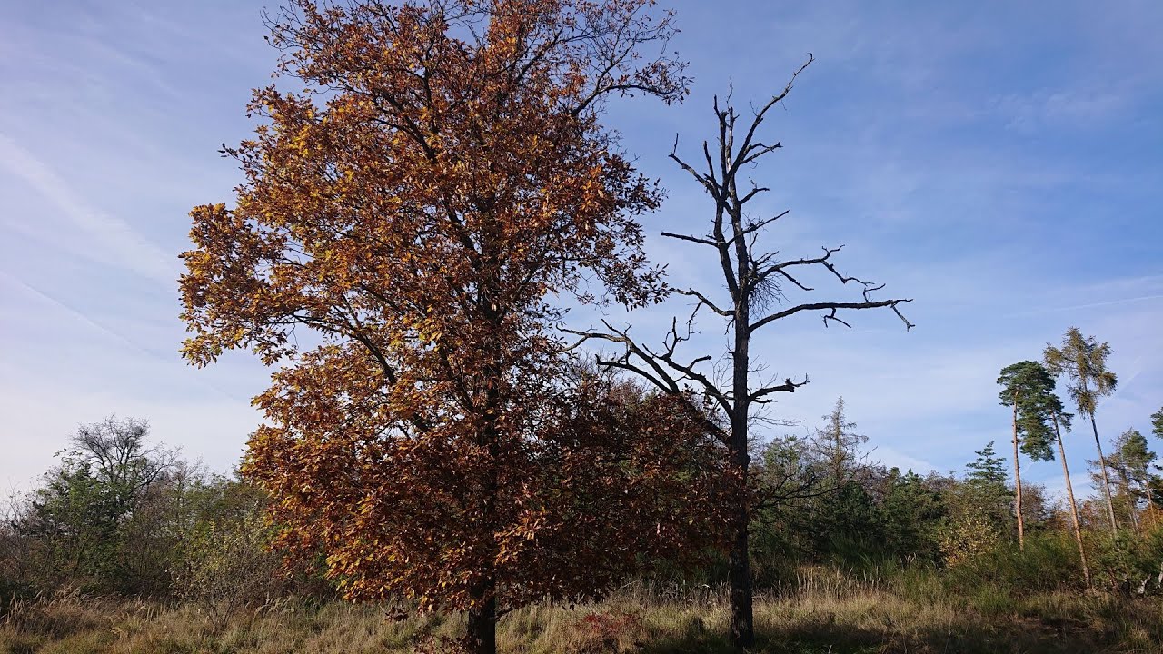 #11 Die Grenzen des Waldviertels (Gneixendorf, Heide, Wolfsgraben - Unterloiben, Rothenhof)