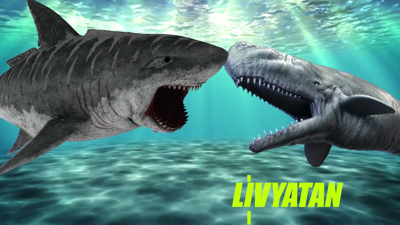 The 5 Biggest Animals To Ever Swim The Ocean