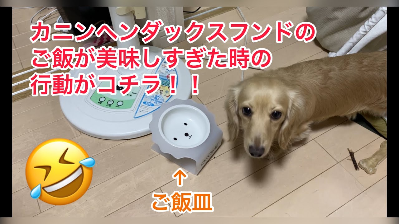 よっぽど美味しかったのか、カニンヘンダックスフンド【おこめ】のご飯後の行動😂😍