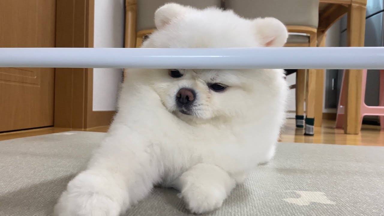 겁많은 쫄보 강아지가 울타리랑 싸웠어요ㅋㅋㅋ