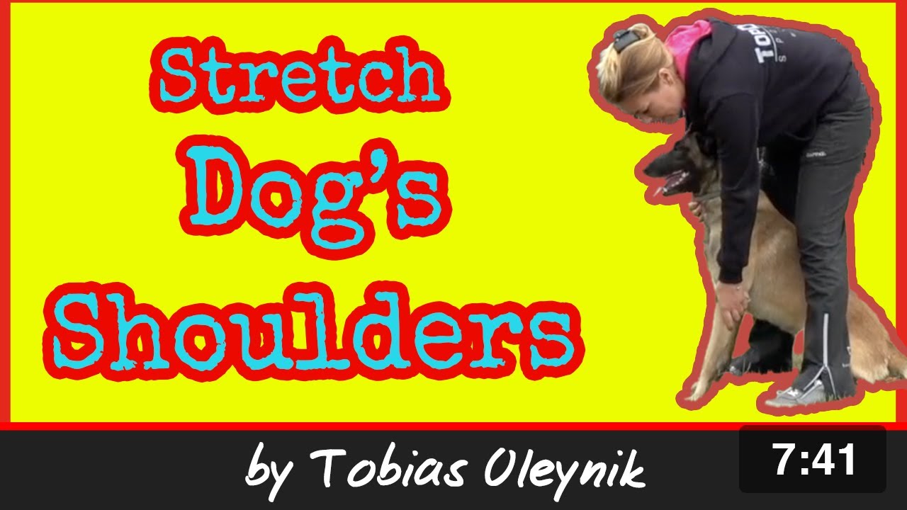 Stretching Dog's Shoulders | IGP Dog Training