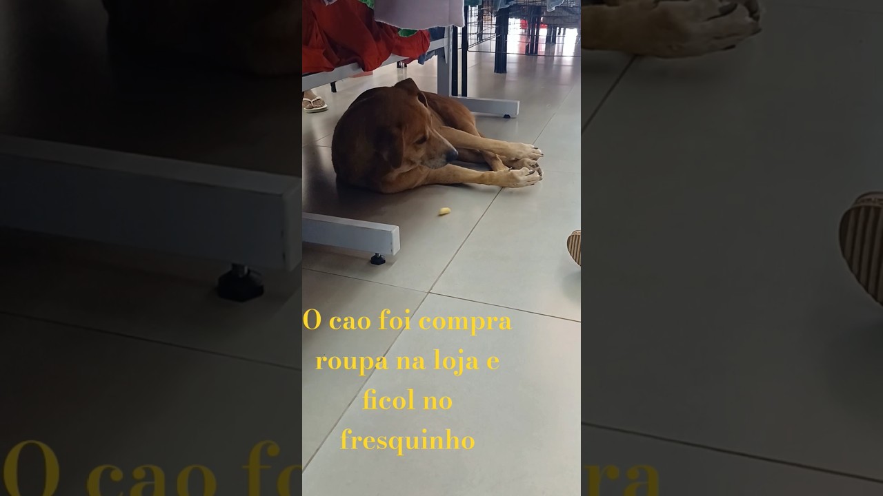 #fui na loja de roupa e encontrei  um pet deitado no fresquinho ele entrou nao saiu mais nao #pet