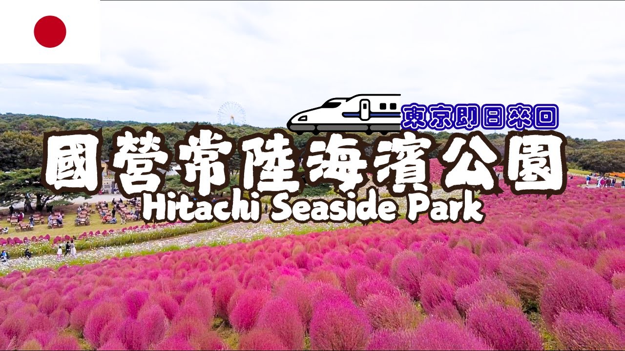 【日本】秋天賞花｜東京即日來回交通攻略｜茨城縣人氣景點日立國營常陸海濱公園｜10月必拍全國最大規模掃帚草超美超壯觀