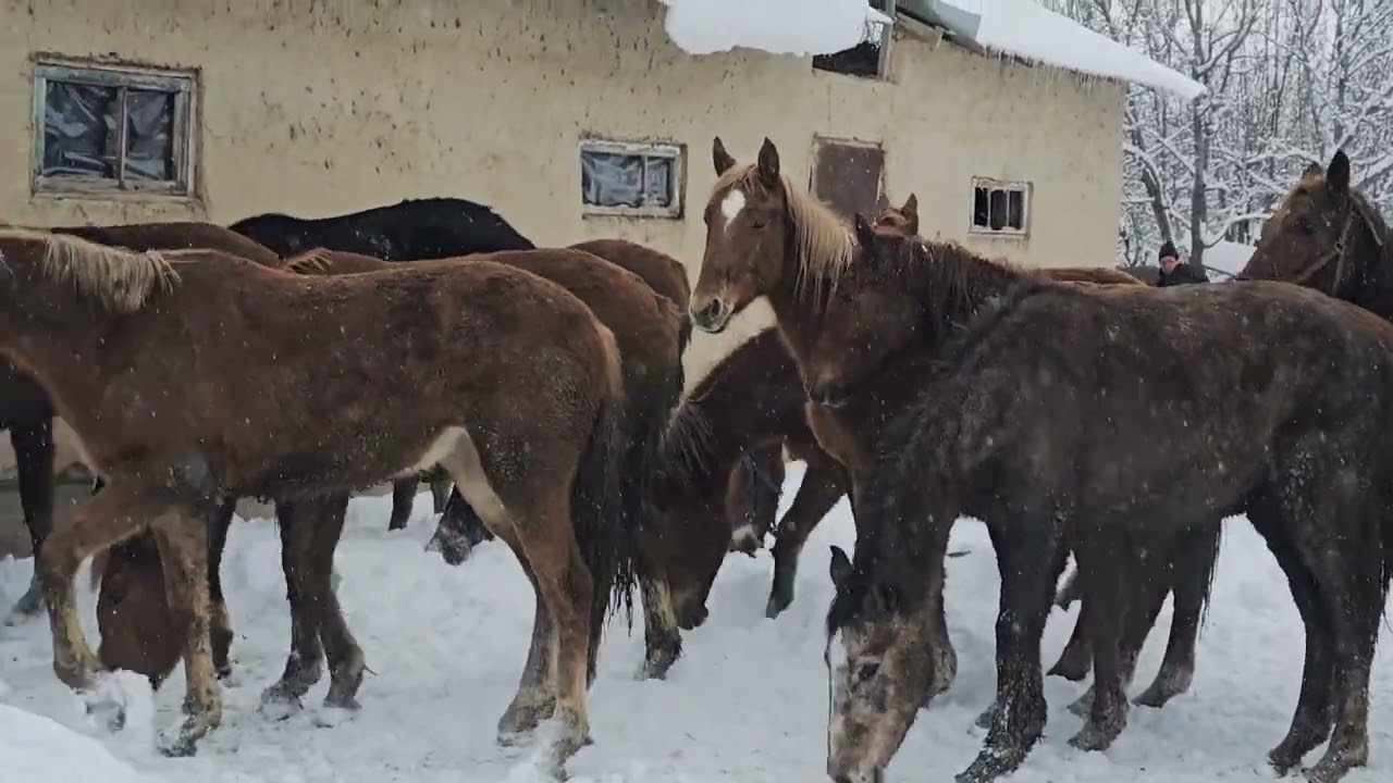 17-Баш тайлар келди тел:+996-500-47-94-55/+996-505-55-20-03