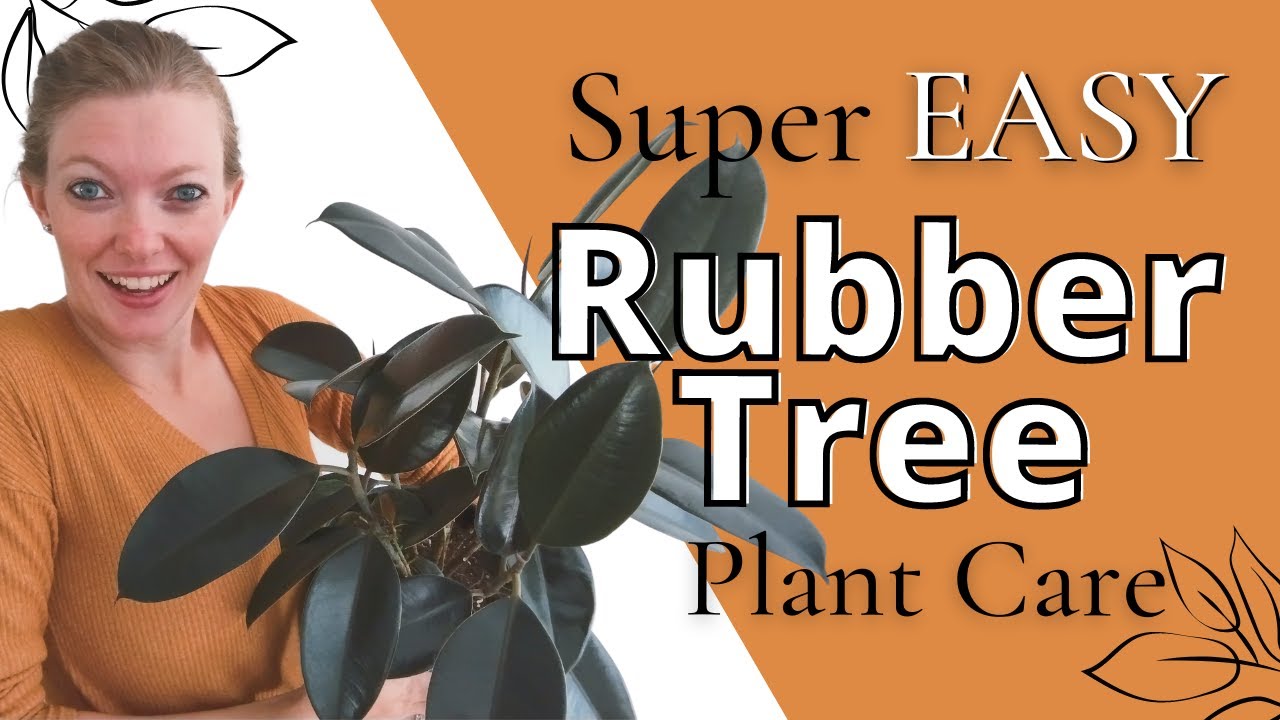 Rubber Tree Plant Care Tips & Tricks! (+How to get BLACK leaves!)