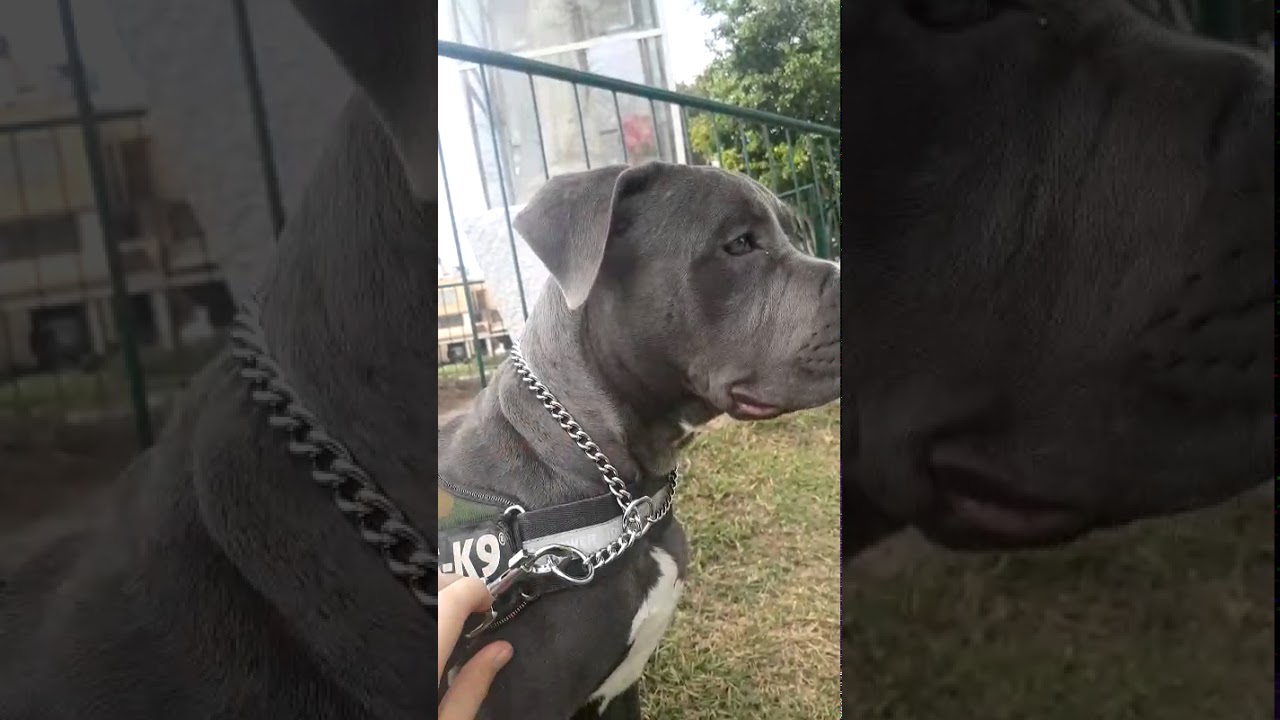 Correcta posicion del collar de ahorque
