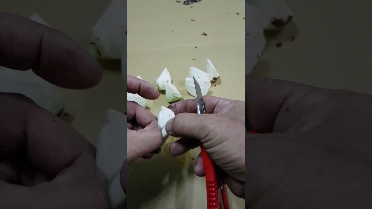 孤挺花繁殖 雙鱗片剖球