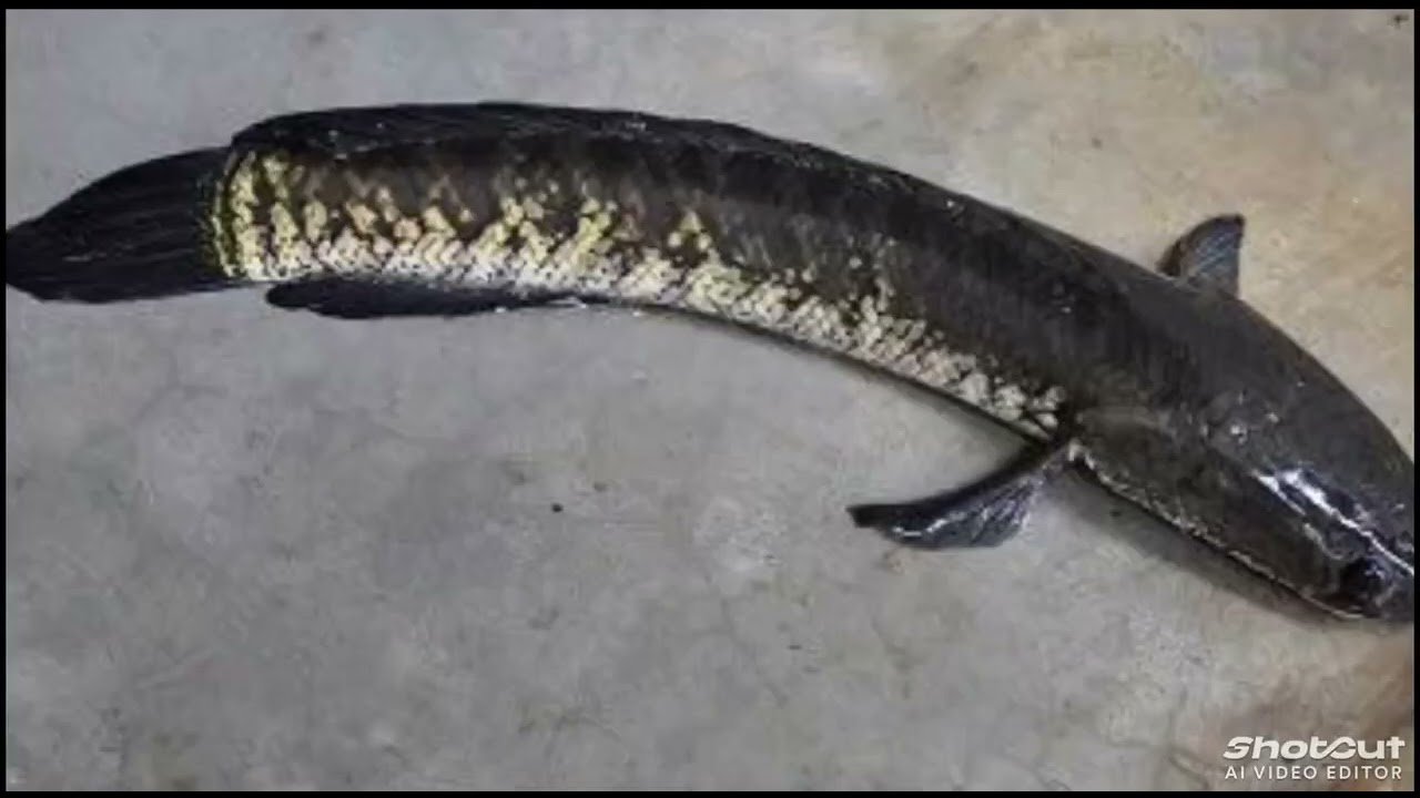 Murrel Fish Uses. #food#streetfood#foodie#quotes#snakehead#fish#fishing#seafood#streetfood#foodlover