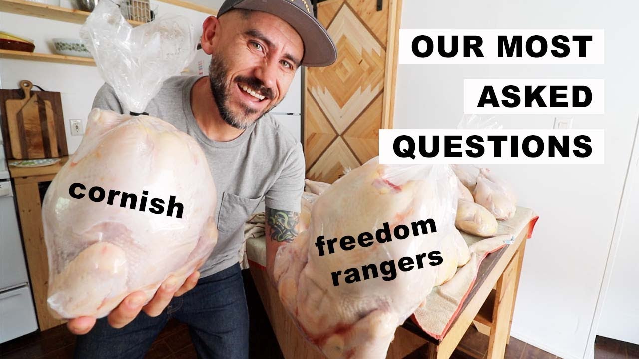 YOUR Questions Answered (Butchering Chickens)